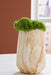 Cammen Vase - Home And Beyond